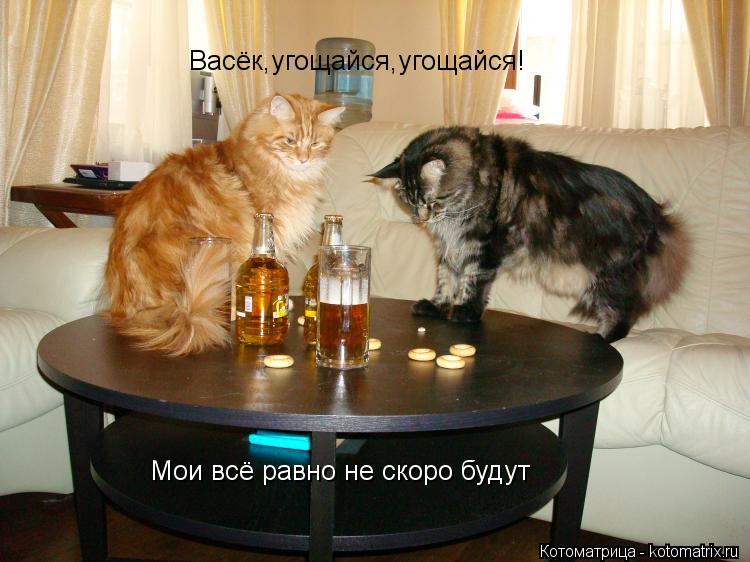 Васёк,угощайся,угощайся! Мои всё равно не скоро будут... Котоматрица: Васёк,угощайся,угощайся! Мои всё равно не скоро будут