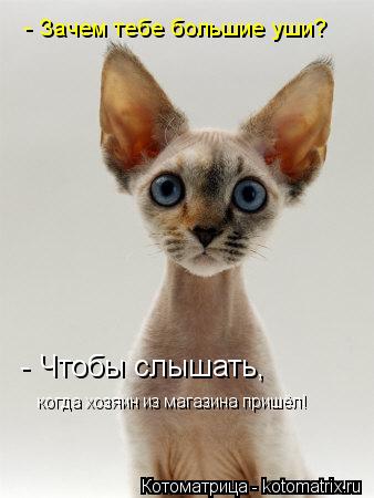 - Зачем тебе большие уши? - Чтобы слышать, когда хозяин из магазина пришёл!... Котоматрица: - Зачем тебе большие уши? - Чтобы слышать, когда хозяин из магазина пришёл!