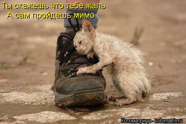 Ты скажешь что тебе жаль А сам пройдешь мимо... Котоматрица: Ты скажешь что тебе жаль А сам пройдешь мимо