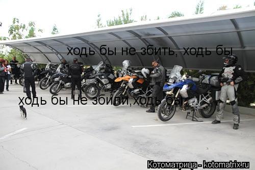 Котоматрица: ходь бы не збили,ходь бы... ходь бы не збить, ходь бы