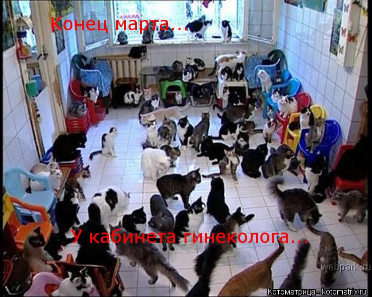 Котоматрица: Конец марта... У кабинета гинеколога...