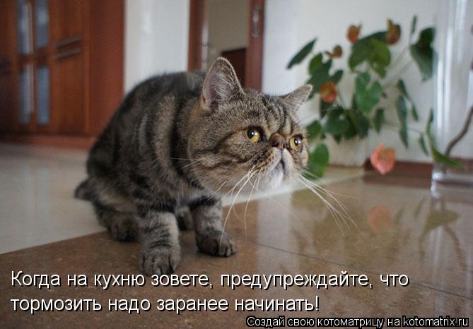Когда на кухню зовете, предупреждайте, что тормозить надо заранее начинать!... Котоматрица: Когда на кухню зовете, предупреждайте, что тормозить надо заранее начинать!