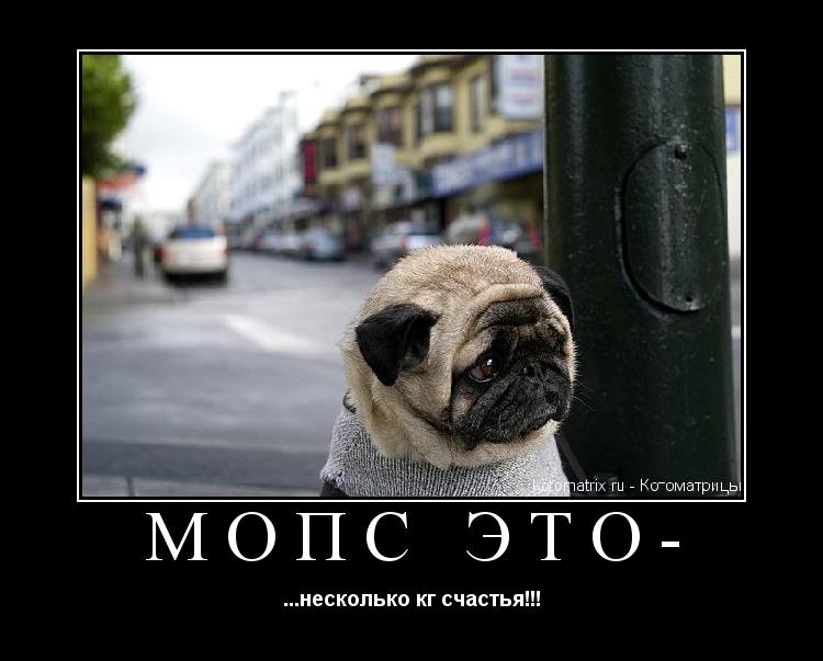 Котоматрица: МОПС ЭТО- ...несколько кг счастья!!!