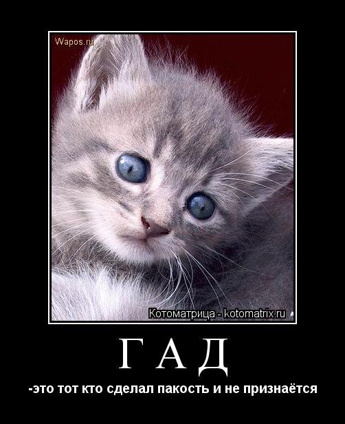 Гад -это тот кто сделал пакость и не признаётся... Котоматрица: Гад -это тот кто сделал пакость и не признаётся