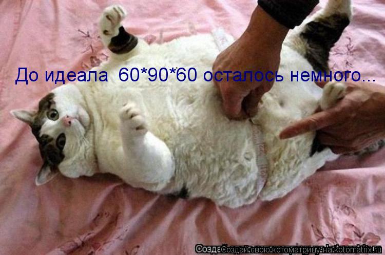 До идеала 60*90*60 осталось немного...... Котоматрица: До идеала 60*90*60 осталось немного...