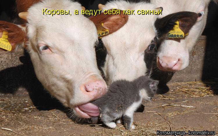 Котоматрица: Коровы, а ведут себя как свиньи