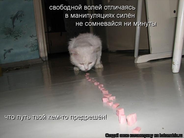свободной волей отличаясь в манипуляциях силён не сомневайся ни минуты что путь твой кем-то предрешён... Котоматрица: свободной волей отличаясь в манипуляциях силён не сомневайся ни минуты что путь твой кем-то предрешён!