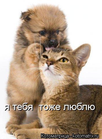 я тебя тоже люблю... Котоматрица: я тебя тоже люблю