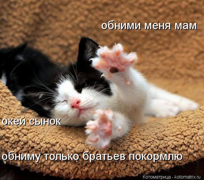 обними меня мам окей сынок обниму только братьев покормлю... Котоматрица: обними меня мам окей сынок обниму только братьев покормлю