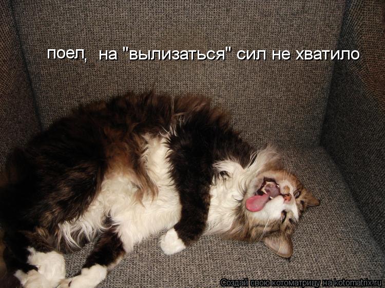 поел на "вылизаться" сил не хватило ,... Котоматрица: поел на "вылизаться" сил не хватило ,