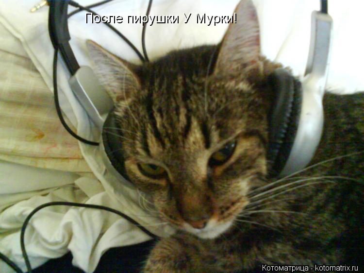 После пирушки У Мурки!... Котоматрица: После пирушки У Мурки!