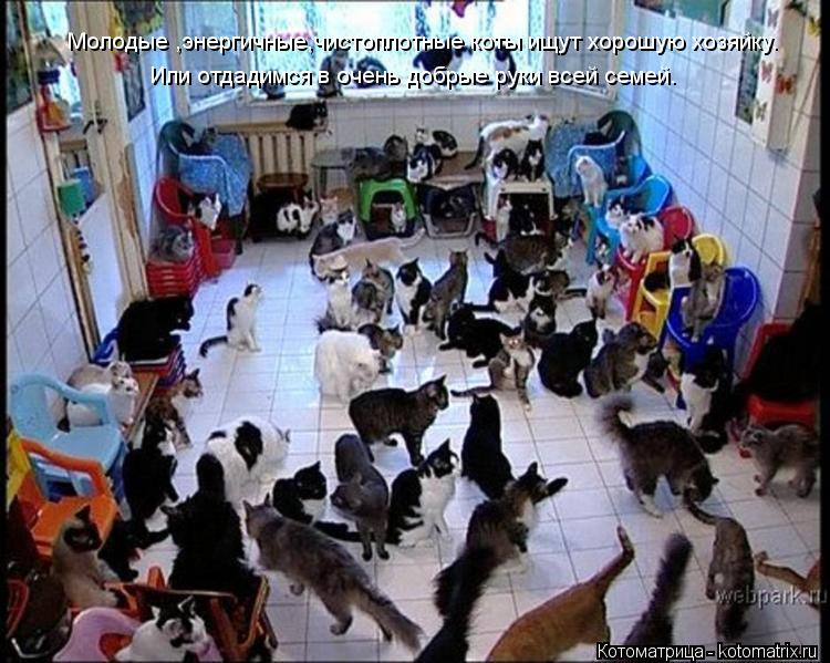 Молодые ,энергичные,чистоплотные коты ищут хорошую хозяйку. Или отдадимся в очень добрые руки всей се... Котоматрица: Молодые ,энергичные,чистоплотные коты ищут хорошую хозяйку. Или отдадимся в очень добрые руки всей семей.