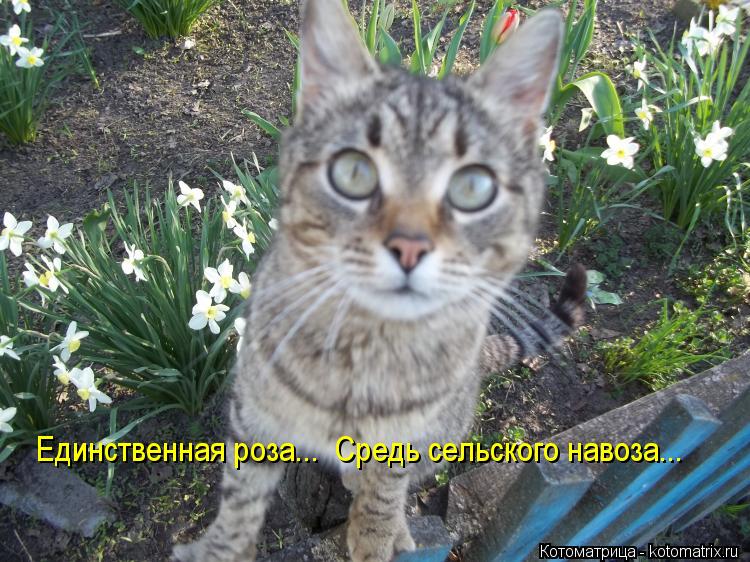 Котоматрица: Единственная роза...  Средь сельского навоза...