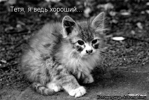 Котоматрица: Тетя, я ведь хороший...
