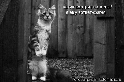 Котоматрица: котик смотрит на меня!! я ему вответ-фигня