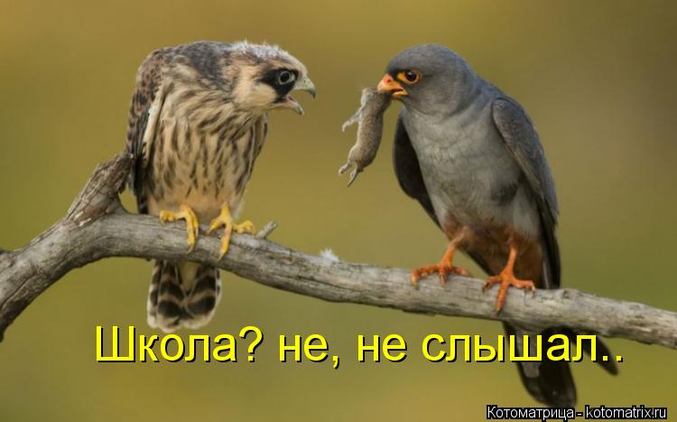Котоматрица: Школа? не, не слышал..