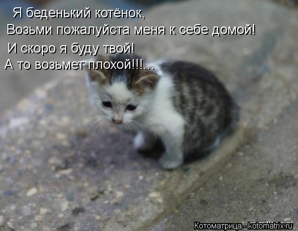 Я беденький котёнок, Возьми пожалуйста меня к себе домой! И скоро я буду твой! А то возьмет плохой!!!... Котоматрица: Я беденький котёнок, Возьми пожалуйста меня к себе домой! И скоро я буду твой! А то возьмет плохой!!!...