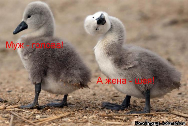 Котоматрица: Муж - голова! А жена - шея!