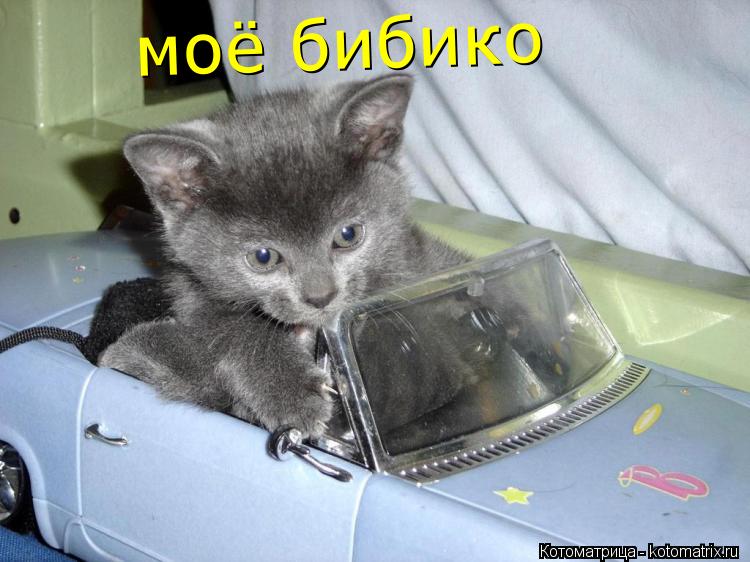 Котоматрица: моё бибико