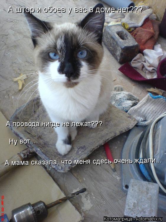 Котоматрица: А штор и обоев у вас в доме нет??? А провода нигде не лежат??? Ну вот... А мама сказала, что меня сдесь очень ждали...
