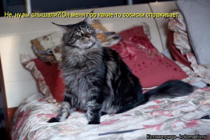 Котоматрица: Не, ну вы слышали?!Он меня про какие-то сосиски спраживает...