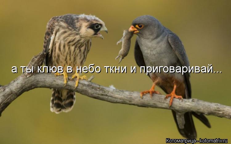 Котоматрица: а ты клюв в небо ткни и приговаривай...