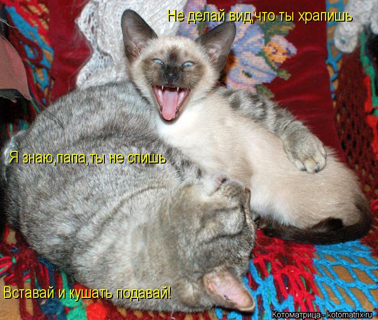 Котоматрица: Не делай вид,что ты храпишь Я знаю,папа,ты не спишь Вставай и кушать подавай!