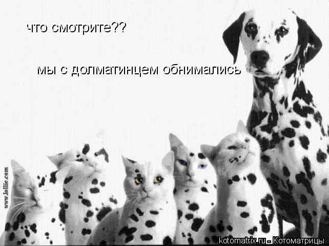 что смотрите?? мы с долматинцем обнимались... Котоматрица: что смотрите?? мы с долматинцем обнимались