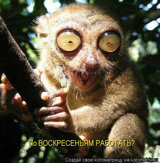 Котоматрица: По ВОСКРЕСЕНЬЯМ РАБОТАТЬ?