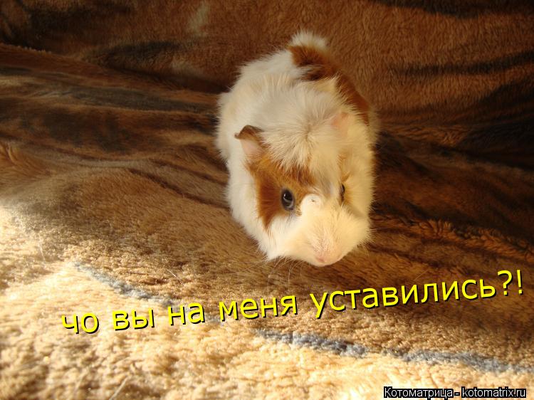 Котоматрица: чо вы на меня уставились?!