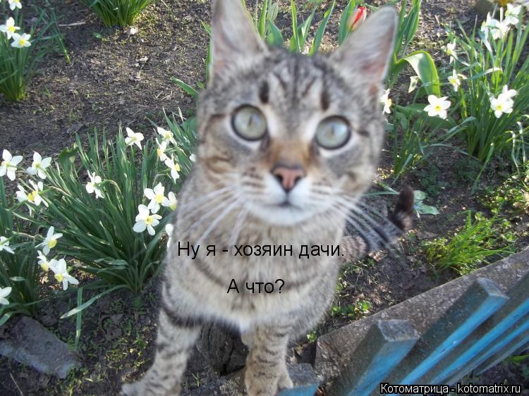 Котоматрица: Ну я - хозяин дачи. А что?