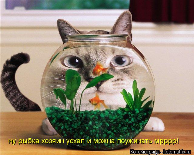 ну рыбка хозяин уехал и можна поужинать мрррр!... Котоматрица: ну рыбка хозяин уехал и можна поужинать мрррр!