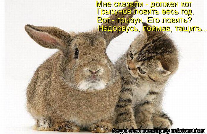 Мне сказали - должен кот Грызунов ловить весь год. Вот - грызун. Его ловить? Надорвусь, поймав, тащит... Котоматрица: Мне сказали - должен кот Грызунов ловить весь год. Вот - грызун. Его ловить? Надорвусь, поймав, тащить...