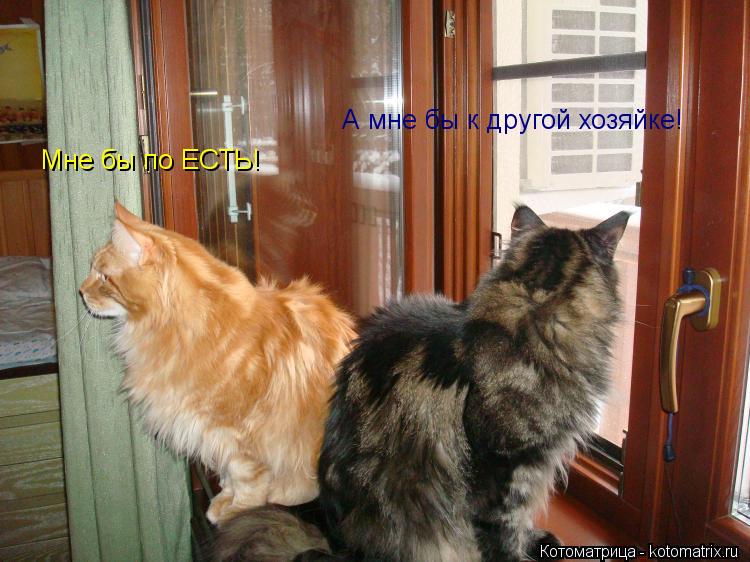 Котоматрица: Мне бы по ЕСТЬ! А мне бы к другой хозяйке!