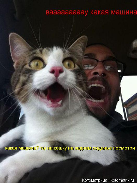 Котоматрица: вааааааааау какая машина  какая машина? ты на кошку на заднем сиденье посмотри