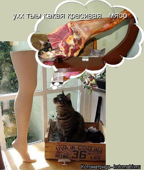 ухх тыы какая красивая мясо... Котоматрица: ухх тыы какая красивая мясо