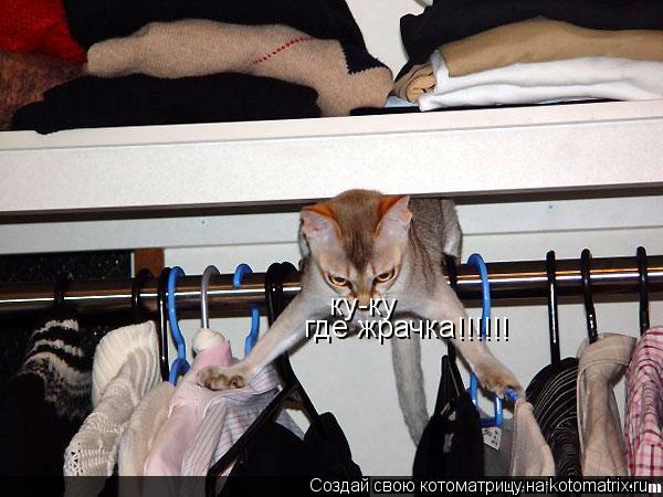 ку-ку где жрачка !!!!!!... Котоматрица: ку-ку где жрачка !!!!!!