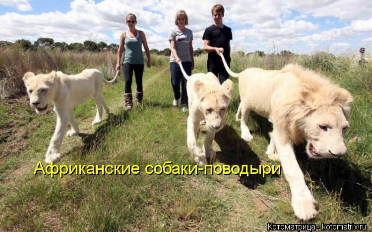Котоматрица: Африканские собаки-поводыри