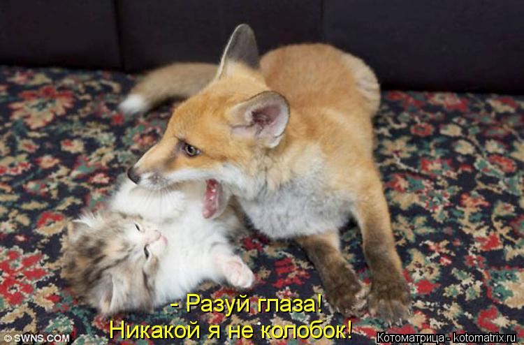 - Разуй глаза! Никакой я не колобок!... Котоматрица: - Разуй глаза! Никакой я не колобок!