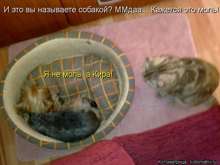 И это вы называете собакой? ММдаа... Кажется это моль! Я не моль, а Кира!... Котоматрица: И это вы называете собакой? ММдаа... Кажется это моль! Я не моль, а Кира!