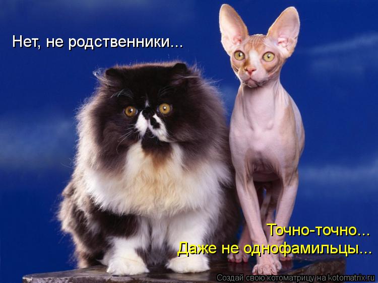 Нет, не родственники... Точно-точно... Даже не однофамильцы...... Котоматрица: Нет, не родственники... Точно-точно... Даже не однофамильцы...