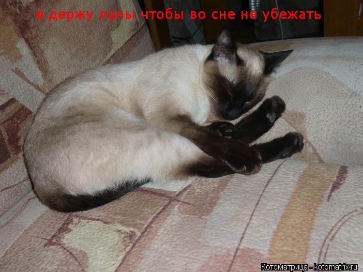 я держу лапы чтобы во сне не убежать... Котоматрица: я держу лапы чтобы во сне не убежать