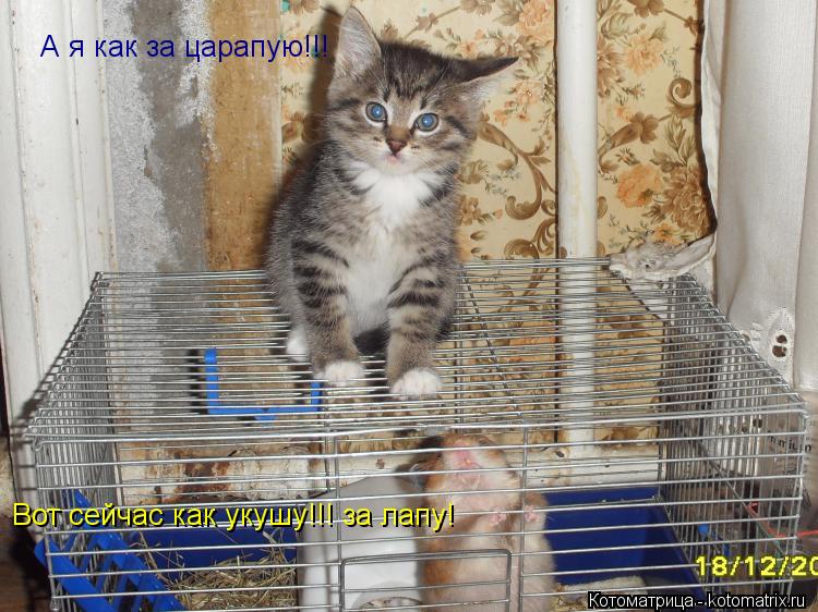 Вот сейчас как укушу!!! за лапу! А я как за царапую!!!... Котоматрица: Вот сейчас как укушу!!! за лапу! А я как за царапую!!!