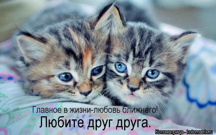 Котоматрица: Главное в жизни-любовь ближнего! Главное в жизни-любовь ближнего!  Любите друг друга.