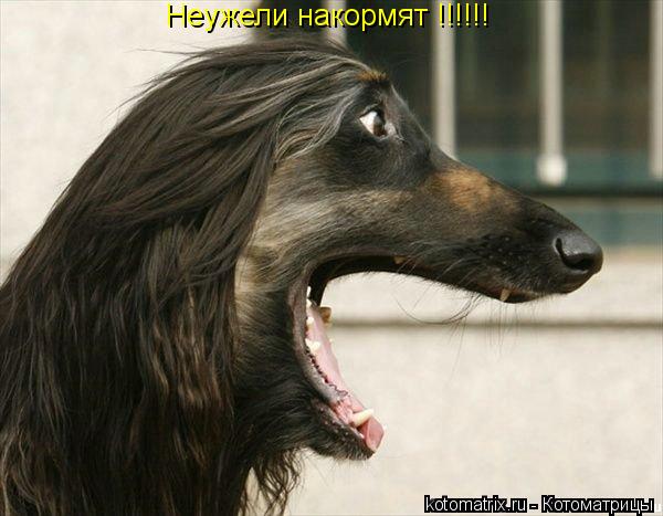 Котоматрица: Неужели накормят !!!!!!