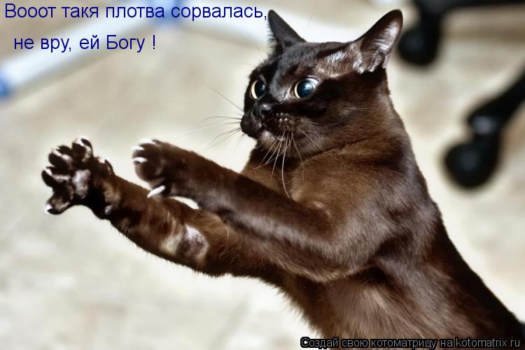 Вооот такя плотва сорвалась, не вру, ей Богу !... Котоматрица: Вооот такя плотва сорвалась, не вру, ей Богу !