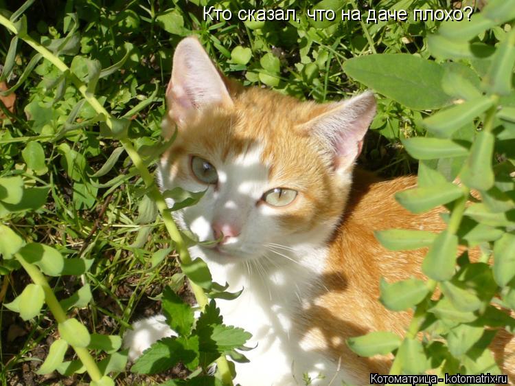 Котоматрица: Кто сказал, что на даче плохо?