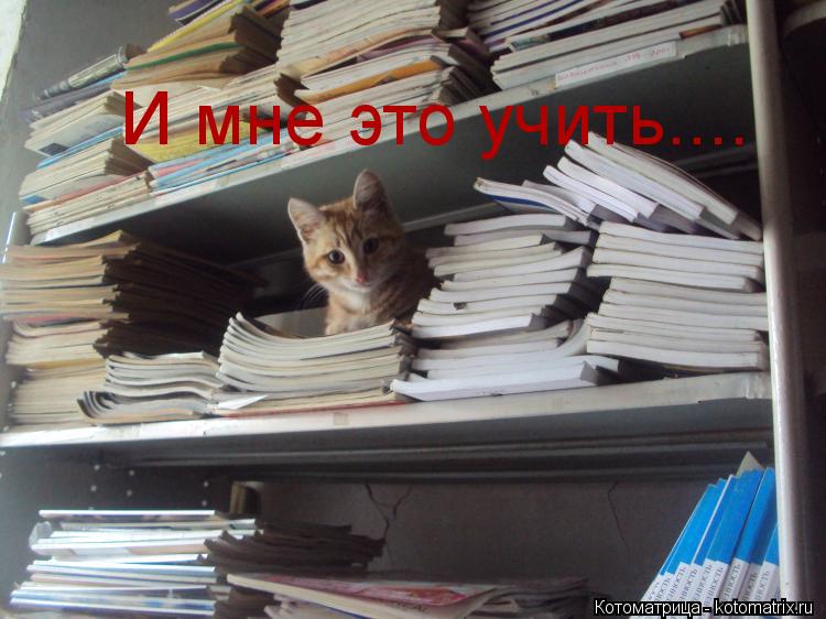И мне это учить....... Котоматрица: И мне это учить....