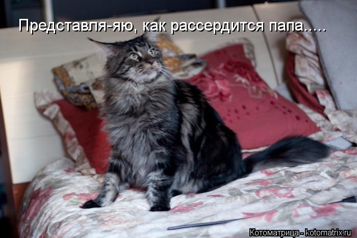 Котоматрица: Представля-яю, как рассердится папа.....