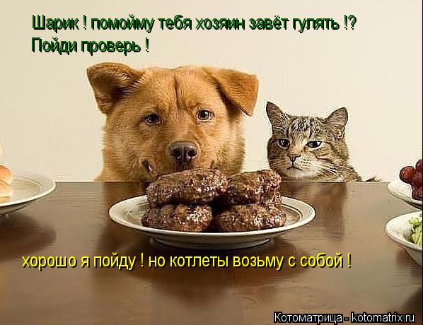 Шарик ! помойму тебя хозяин завёт гулять !? Пойди проверь ! хорошо я пойду ! но котлеты возьму с соб... Котоматрица: Шарик ! помойму тебя хозяин завёт гулять !? Пойди проверь ! хорошо я пойду ! но котлеты возьму с собой !